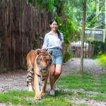 บัตรเข้าชมสวนเสือ Tiger Topia Zoo ศรีราชา