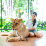 บัตรเข้าชมสวนเสือ Tiger Topia Zoo ศรีราชา 1 ท่าน, ศรีราชา