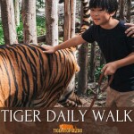 บัตรผ่านประตู + เดินป่ากับเสือ สวนเสือศรีราชาที่สวนสัตว์ Tiger Topia Zoo ไทเกอร์โทเปีย สำหรับ 1 ท่าน, ชลบุรี