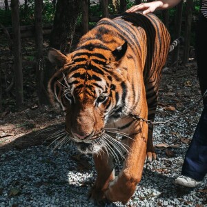 บัตรผ่านประตู + เดินป่ากับเสือ สวนเสือศรีราชาที่สวนสัตว์ Tiger Topia Zoo ไทเกอร์โทเปีย สำหรับ 1 ท่าน, ชลบุรี