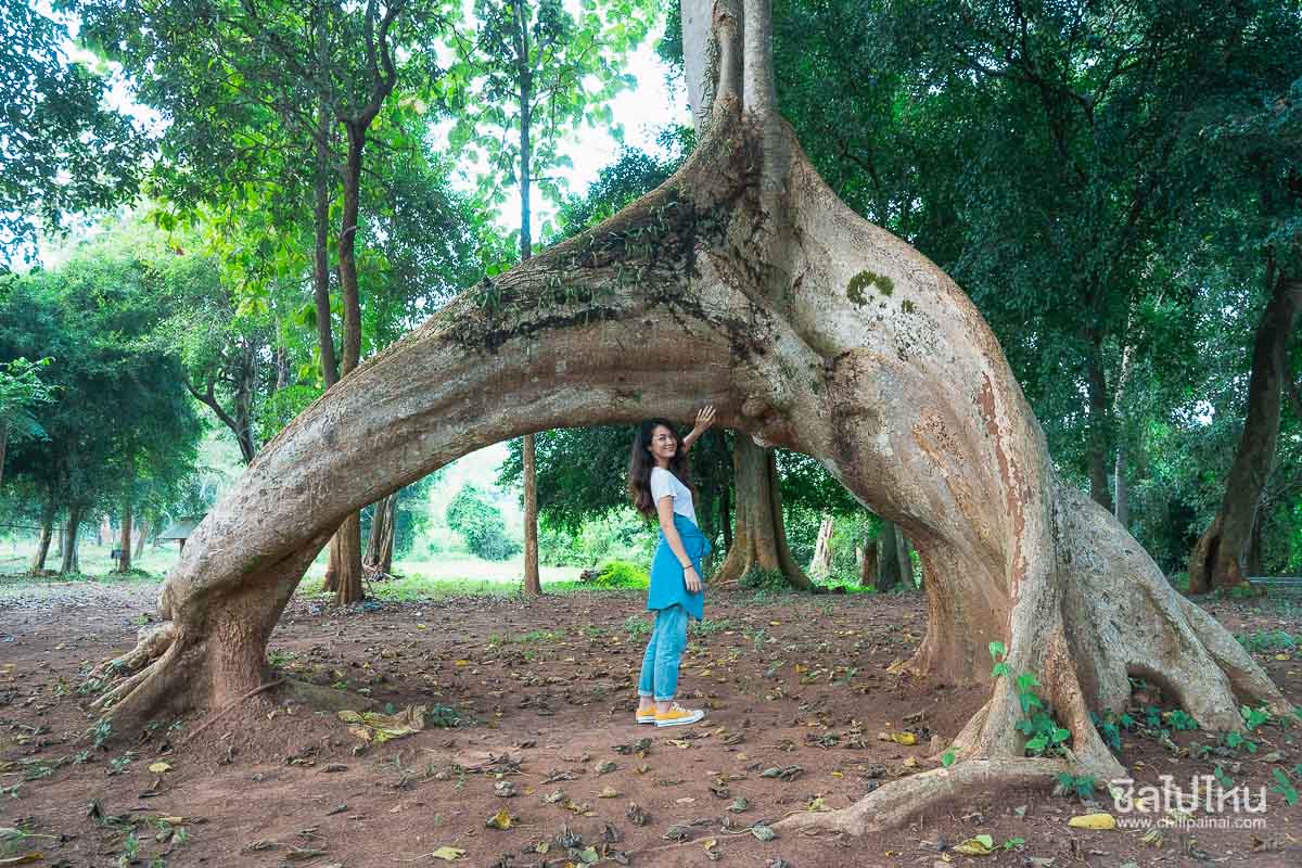 15 จุดเช็คอิน กิน เที่ยว พัก พะเยา เมืองรองน่าฮัก ไปพักหื้อม่วนใจ๋