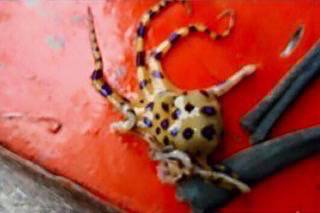 สวยอันตราย ! มารู้จักหมึกสายวงฟ้า blue-ringed octopus กัน