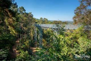 Canopy walkway ทางเดินลอยฟ้า เหนือยอดไม้ ชมวิวสูงๆ ที่เมืองเชียงใหม่