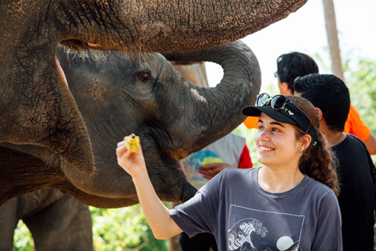 กิจกรรมเลี้ยงช้างครึ่งวัน โดย Elephant care samui เที่ยวชมได้ทั้งรอบเช้า และรอบบ่าย มีรถรับส่ง รวมอาหารกลางวัน, เกาะสมุย