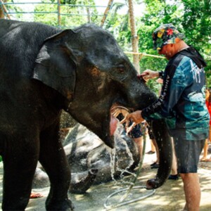 ตั๋วกิจกรรมท่องเที่ยวเชิงอนุรักษ์ให้อาหารและอาบน้ำช้าง มีรถรับ-ส่ง สำหรับ 1 ท่าน, เกาะสมุย