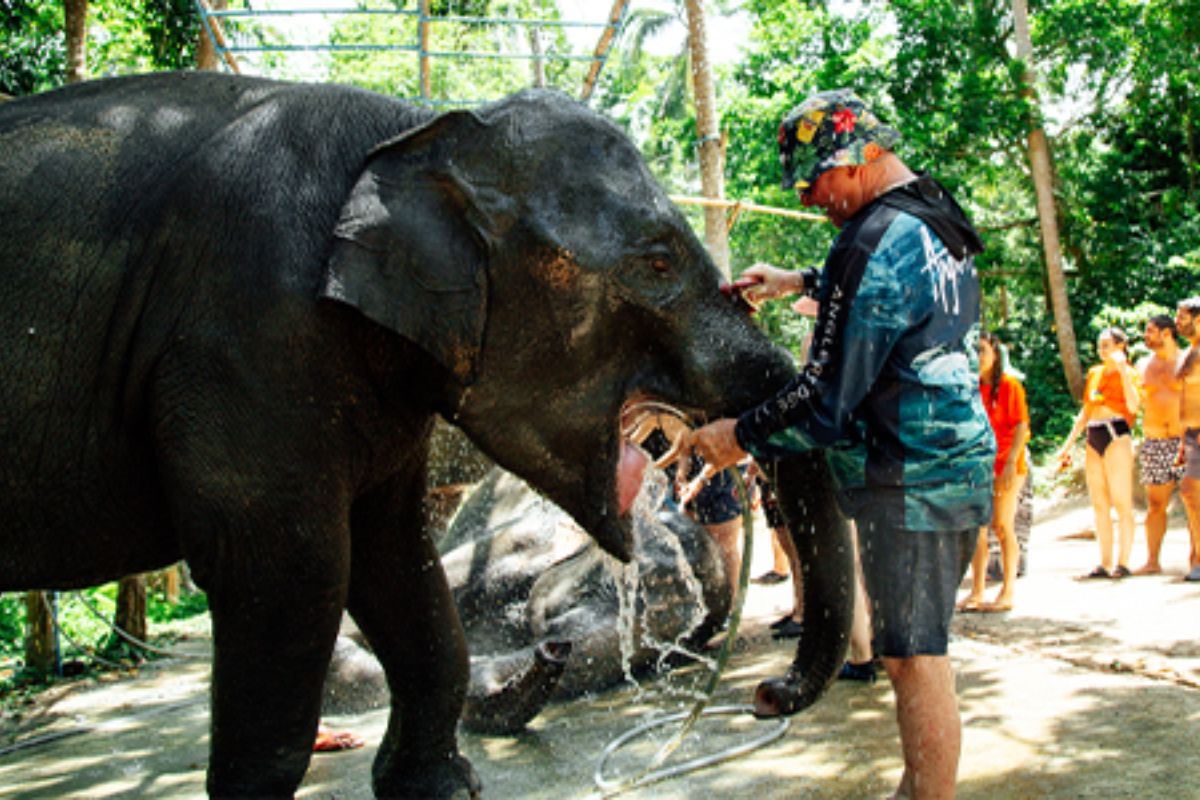 โปรแกรมท่องเที่ยวเชิงอนุรักษ์ กิจกรรมให้อาหารและอาบน้ำช้าง โดย Elephant care samui ฟรีรถรับส่ง สำหรับ 1 ท่าน, เกาะสมุย