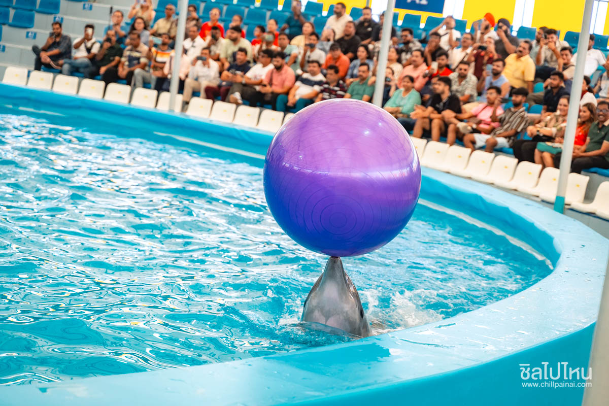 pattaya-dolphinarium-41