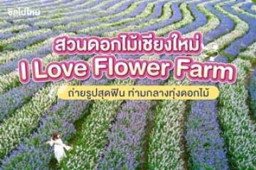 สวนดอกไม้เชียงใหม่ I Love Flower Farm ถ่ายรูปสุดฟิน ท่ามกลางทุ่งดอกไม้