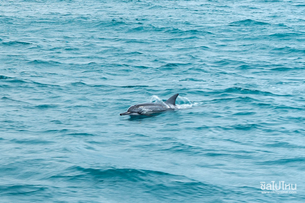 Dolphin_5