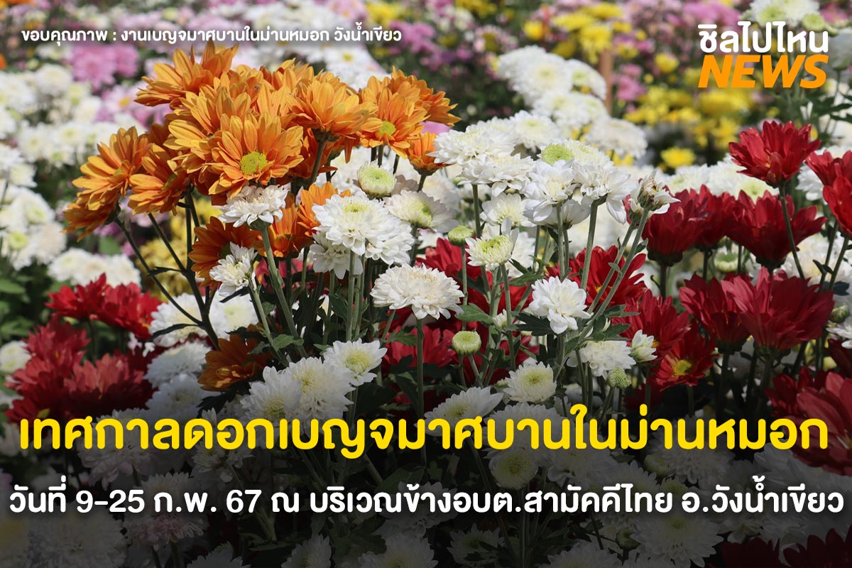 ชวนเที่ยววังน้ำเขียว เทศกาลเบญจมาศบานในม่านหมอก ครั้งที่ 22 เริ่มวันที่ 9-25 กุมภาพันธ์ 67 นี้