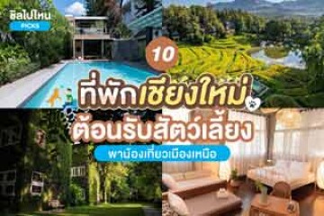 10 ที่พักเชียงใหม่ ต้อนรับสัตว์เลี้ยง พาน้องเที่ยวเมืองเหนือ อัปเดต 2567