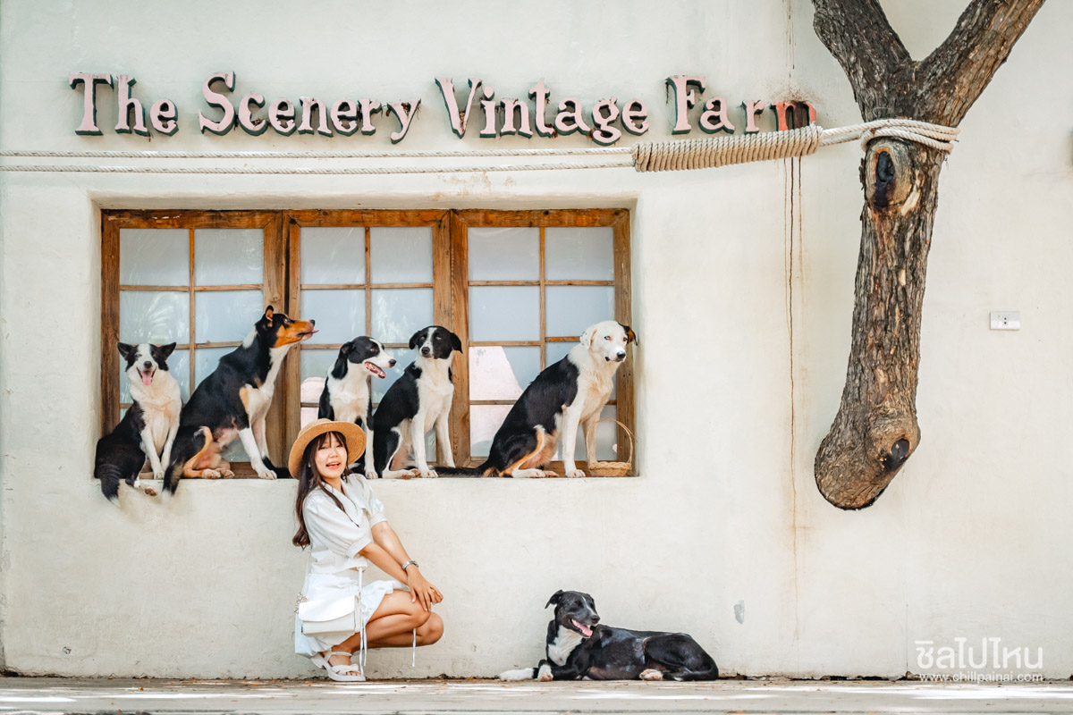 The Scenery Vintage Farm (เดอะ ซีนเนอรี่ วินเทจ ฟาร์ม) สวนผึ้ง ที่พักและที่เที่ยวสไตล์ฟาร์มสุดน่ารักเหมาะกับครอบครัว