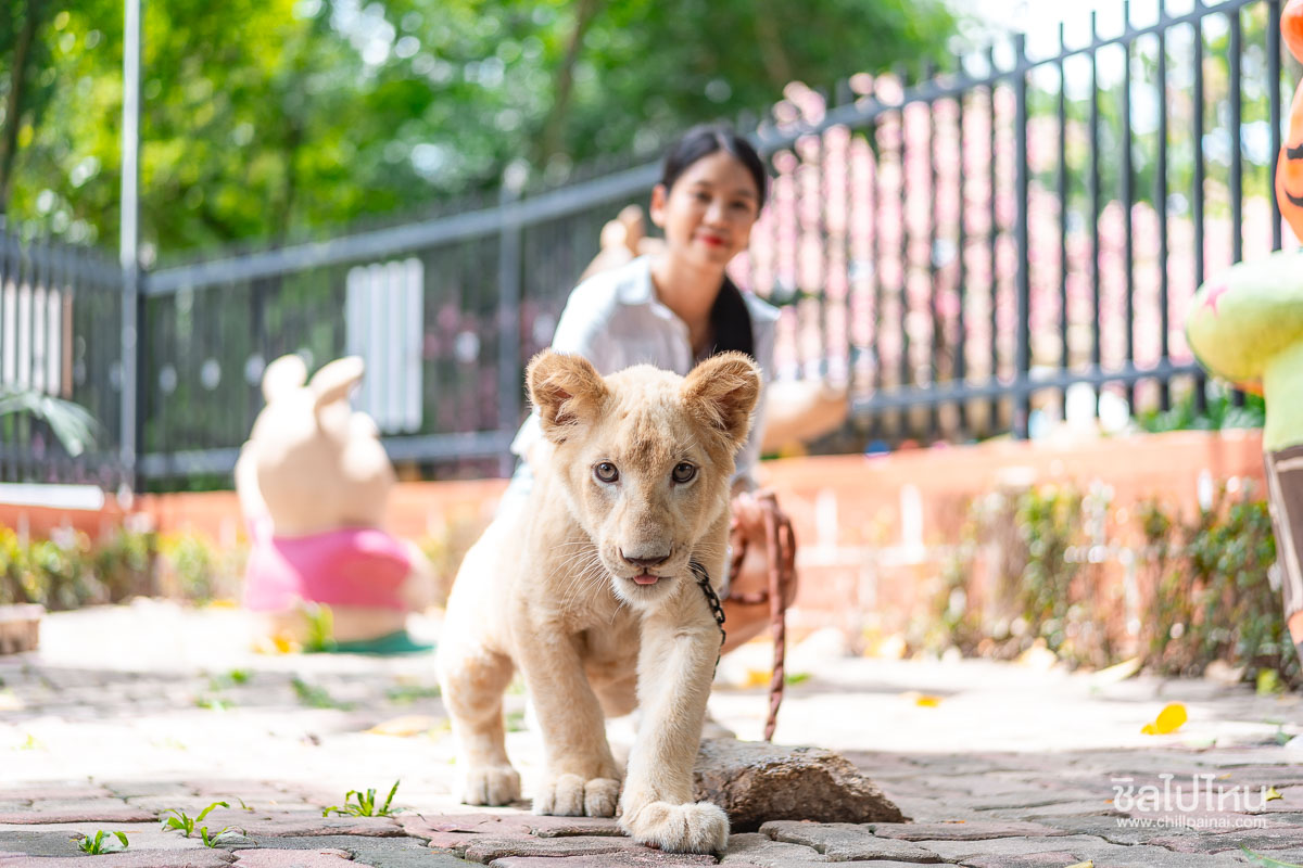 tiger-topia-zoo-1200-39