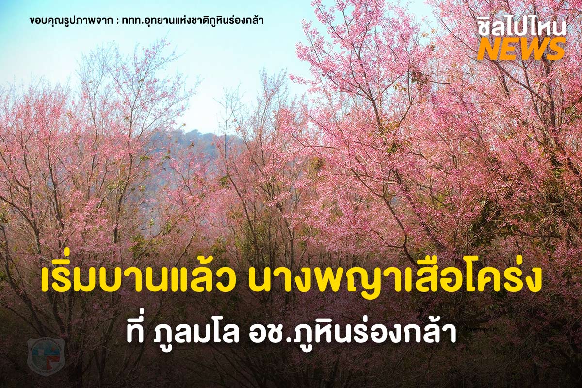 เริ่มบานแล้ว นางพญาเสือโคร่ง ที่ "ภูลมโล" อุทยานแห่งชาติภูหินร่องกล้า เตรียมตัวไปเที่ยวกันได้เลย