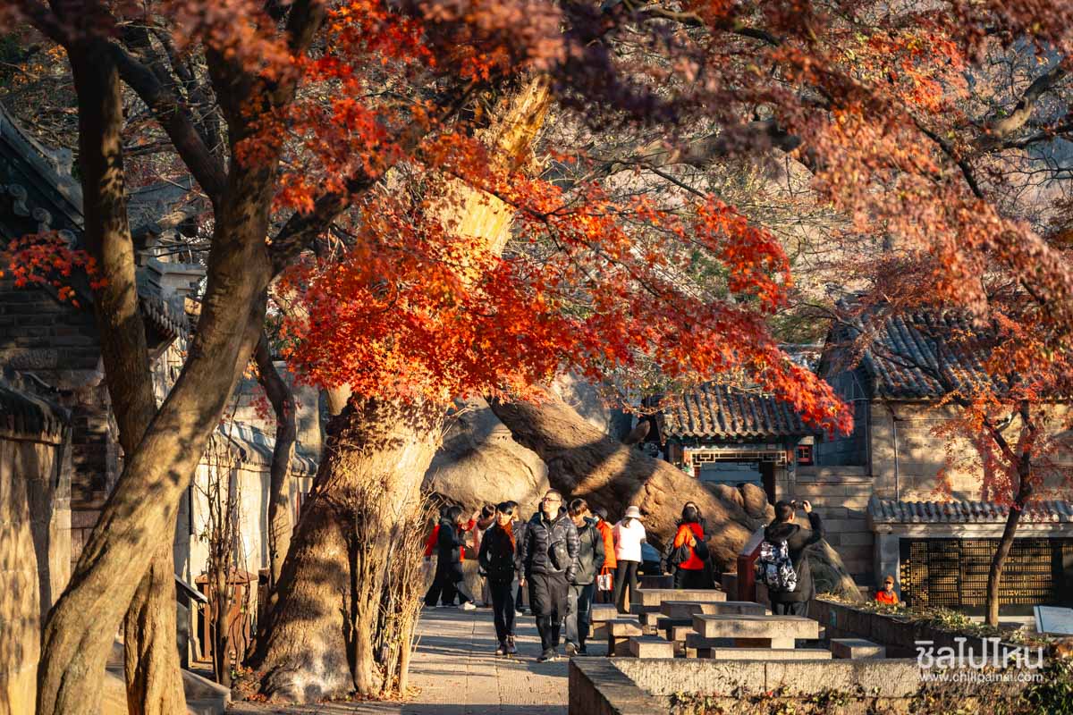 Laoshan_Taiqing_Palace_190