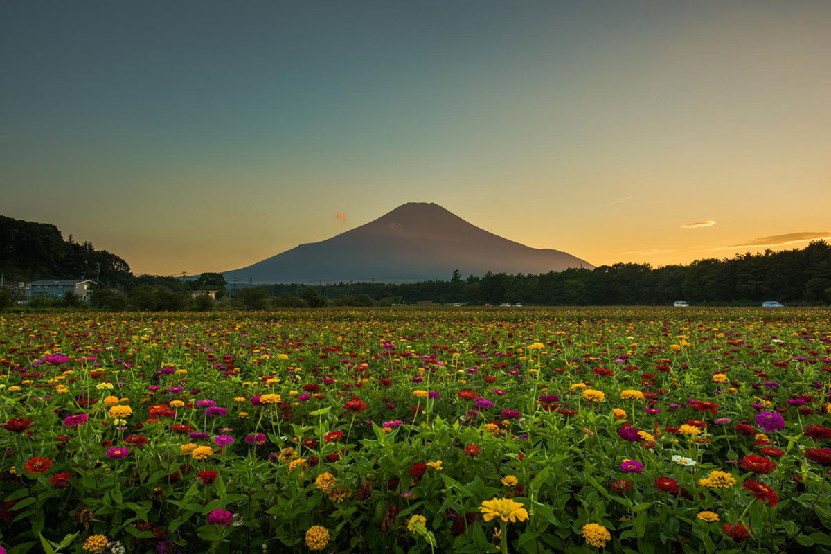 ทัวร์ญี่ปุ่น 6 วัน 4 คืน ฮาคุบะ คามิโคจิ โตเกียว ฟูจิ เริ่มต้น 29,888 บาท