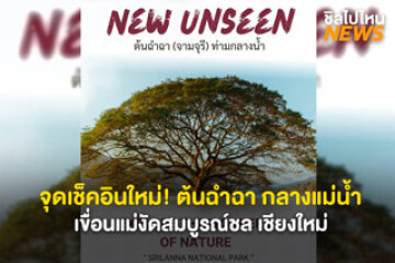 จุดเช็คอินใหม่! ต้นฉำฉา (จามจุรี) กลางน้ำ เขื่อนแม่งัดสมบูรณ์ชล เชียงใหม่ นั่งเรือเที่ยวชมธรรมชาติสุดชิล