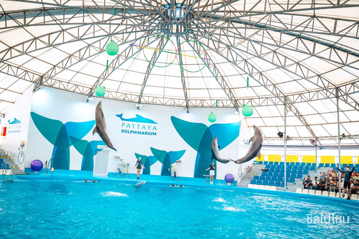 pattaya-dolphinarium-39