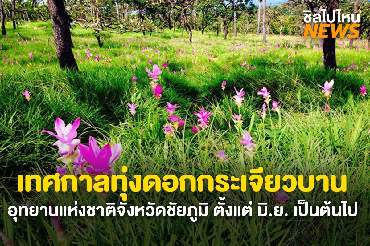 พาเที่ยวเทศกาลทุ่งดอกกระเจียวบานที่จังหวัดชัยภูมิ ที่อุทยานแห่งชาติป่าหินงาม และอุทยานแห่งชาติไทรทอง ตั้งแต่เดือนมิถุนายน - สิงหาคม ปี พ.ศ. 2568