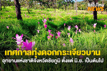 พาเที่ยว! เทศกาลทุ่งดอกกระเจียวบานที่จังหวัดชัยภูมิ ที่อุทยานแห่งชาติป่าหินงาม และอุทยานแห่งชาติไทรทอง ตั้งแต่เดือนมิถุนายน - สิงหาคม ปี พ.ศ. 2568