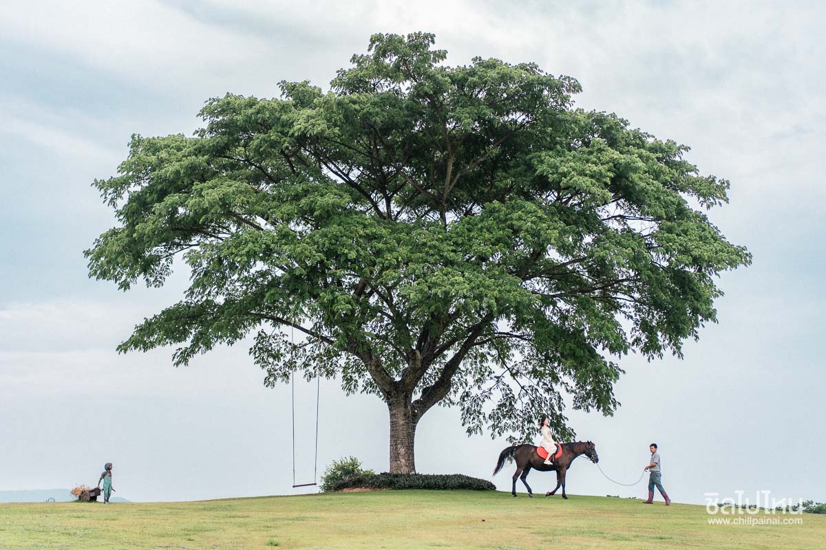 Möven pick_Resort_Khao_Yai_2023-276