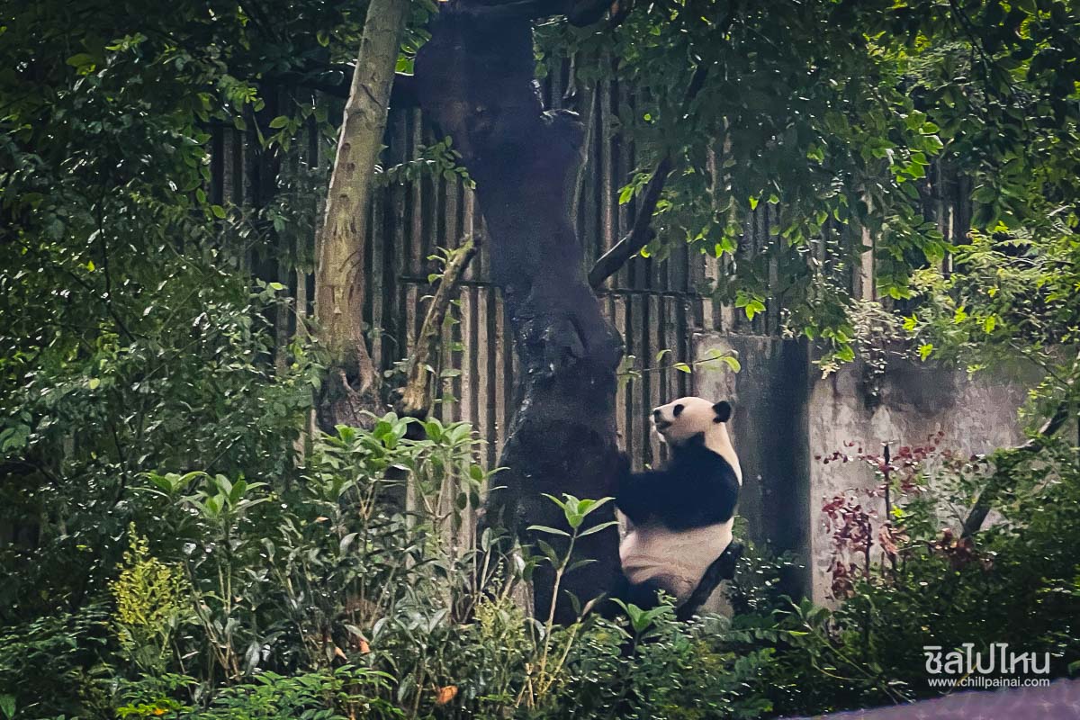 PANDA_ZOO_2