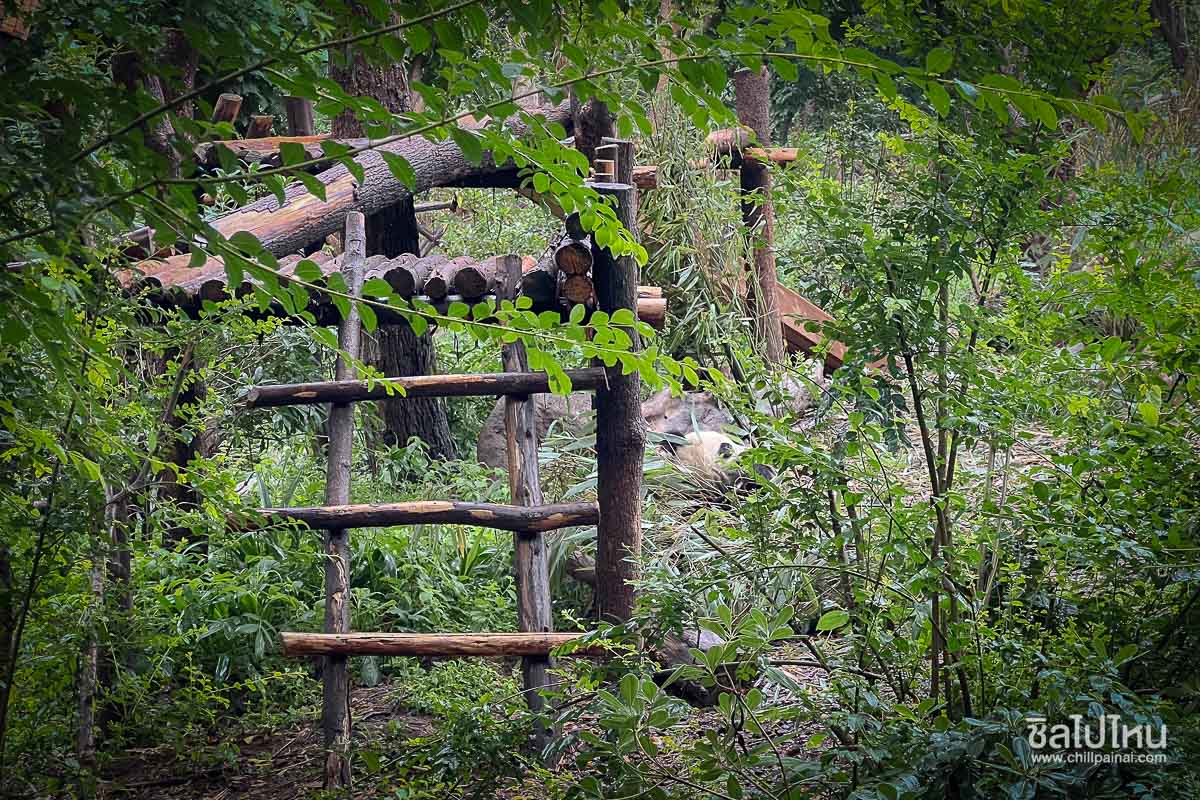 PANDA_ZOO_8