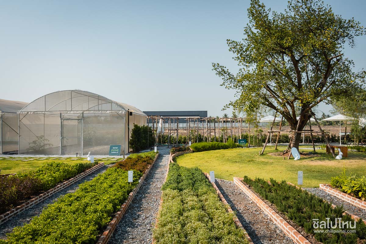 Lemon_Me_Farm193