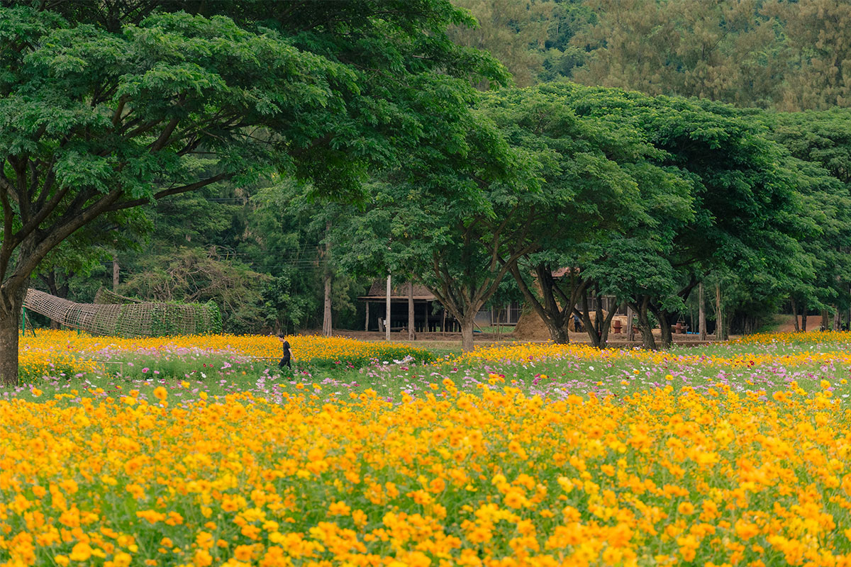 Jim Thompson Farm_1