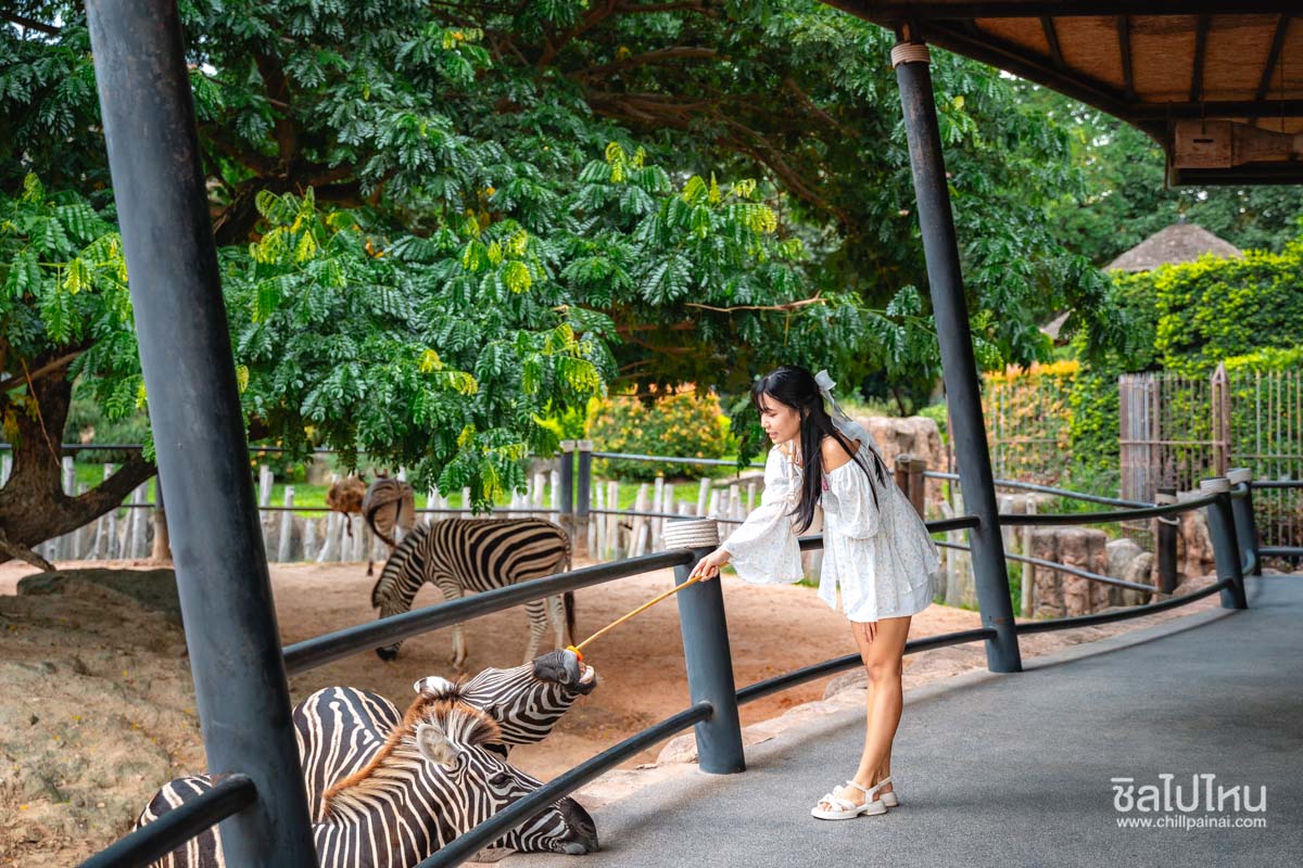 huahin-safari-23
