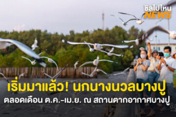 เริ่มมาแล้ว! ฝูงนกนางนวลที่บางปู พร้อมชมพระอาทิตย์ตก ตลอดเดือน ต.ค. - เม.ย.ของทุกปี