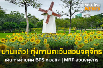 บอกพิกัดถ่ายรูป! ทุ่งทานตะวันสวนจตุจักร บานสะพรั่งรับลมหนาว ไม่ต้องไปไกลถึงต่างจังหวัด