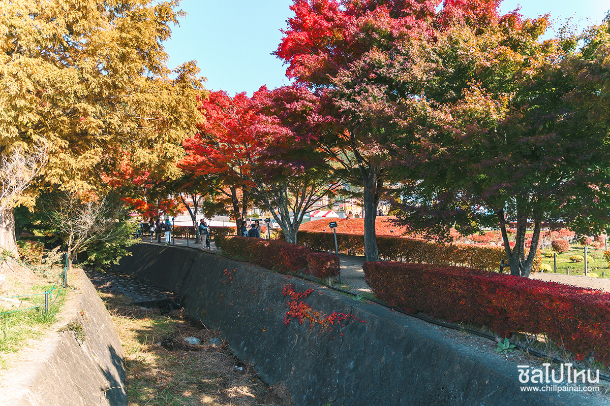 เที่ยวญี่ปุ่นกับทัวร์ 5 วัน 3 คืน เที่ยวโตเกียว ฟูจิ คามาคูระ ฮาโกเน่ ชมใบไม้แดง