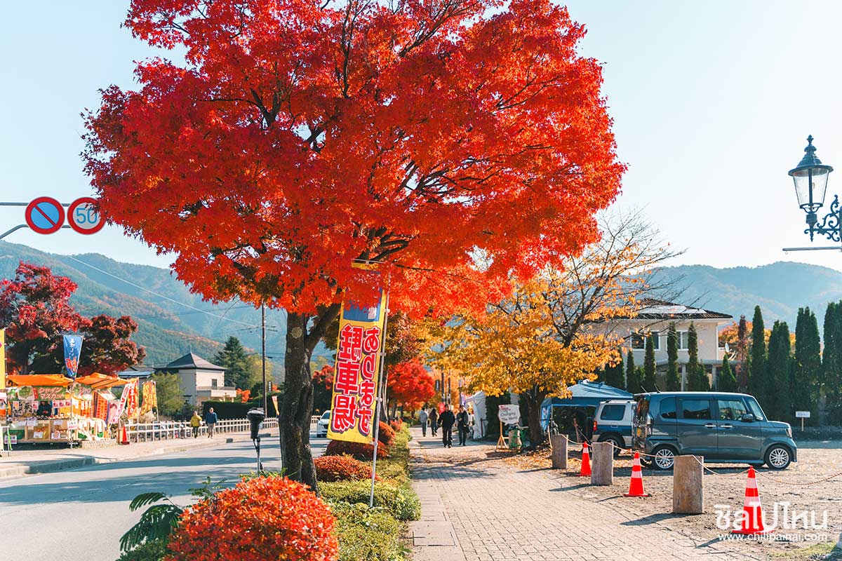 เที่ยวญี่ปุ่นกับทัวร์ 5 วัน 3 คืน เที่ยวโตเกียว ฟูจิ คามาคูระ ฮาโกเน่ ชมใบไม้แดง