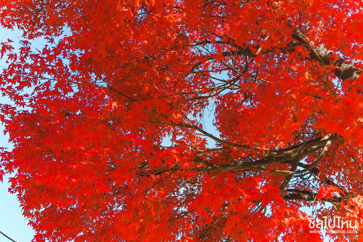 เที่ยวญี่ปุ่นกับทัวร์ 5 วัน 3 คืน เที่ยวโตเกียว ฟูจิ คามาคูระ ฮาโกเน่ ชมใบไม้แดง