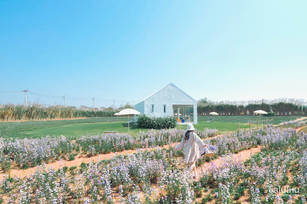 30 ที่เที่ยวเขาใหญ่ นครราชสีมา รวมที่เที่ยวฮิตและคาเฟ่ถ่ายรูปสวย อัปเดตใหม่ล่าสุดปี 2569