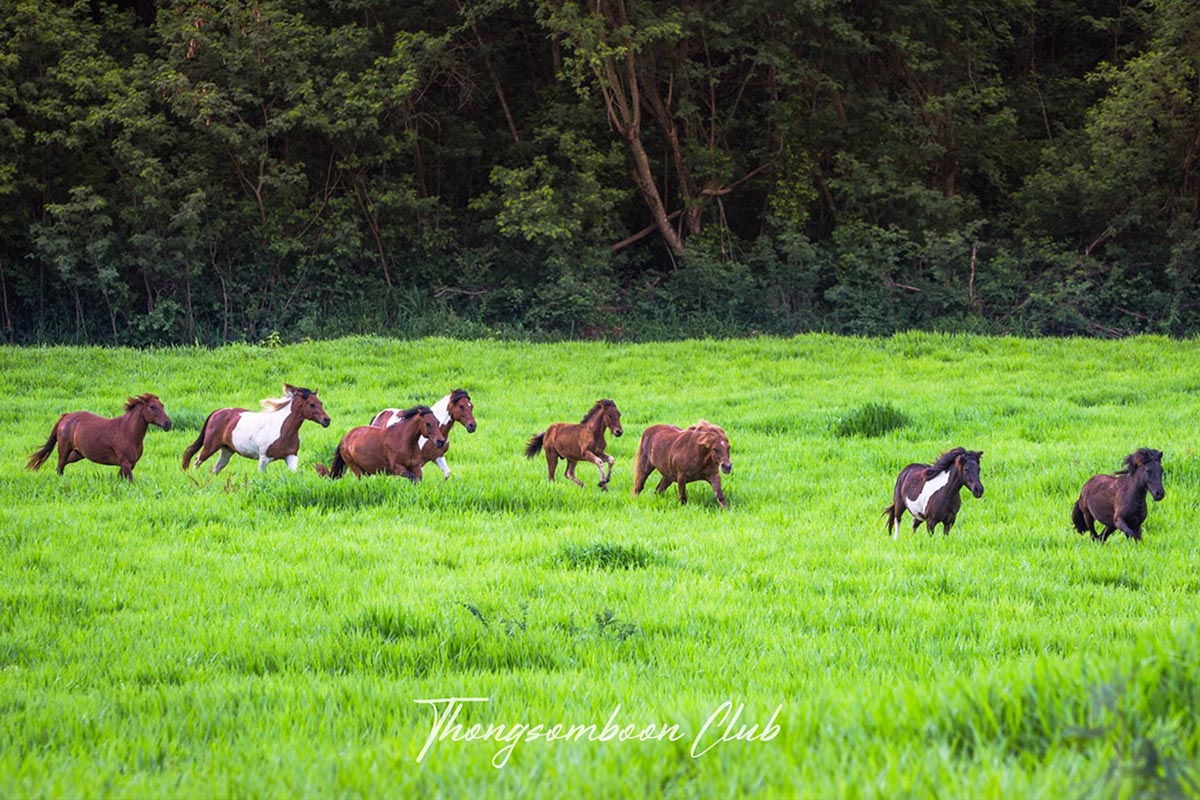 30 ที่เที่ยวเขาใหญ่ นครราชสีมา รวมที่เที่ยวฮิตและคาเฟ่ถ่ายรูปสวย อัปเดตใหม่ล่าสุดปี 2569