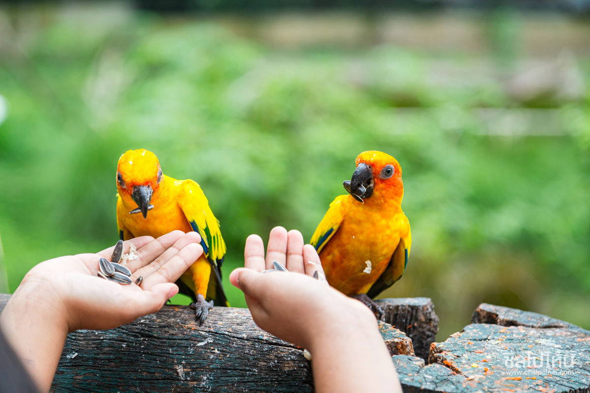 30 ที่เที่ยวเขาใหญ่ นครราชสีมา รวมที่เที่ยวฮิตและคาเฟ่ถ่ายรูปสวย อัปเดตใหม่ล่าสุดปี 2569