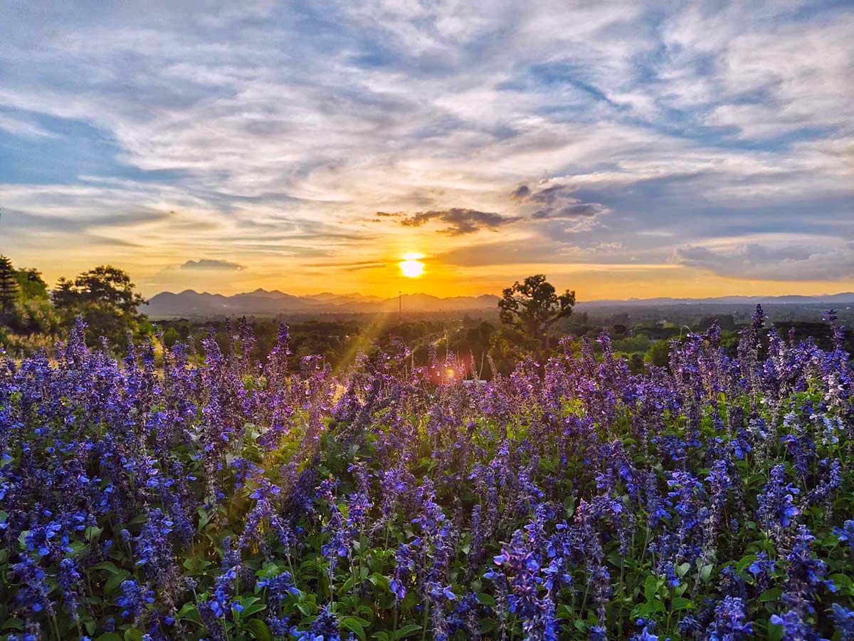 30 ที่เที่ยวเขาใหญ่ นครราชสีมา รวมที่เที่ยวฮิตและคาเฟ่ถ่ายรูปสวย อัปเดตใหม่ล่าสุดปี 2569