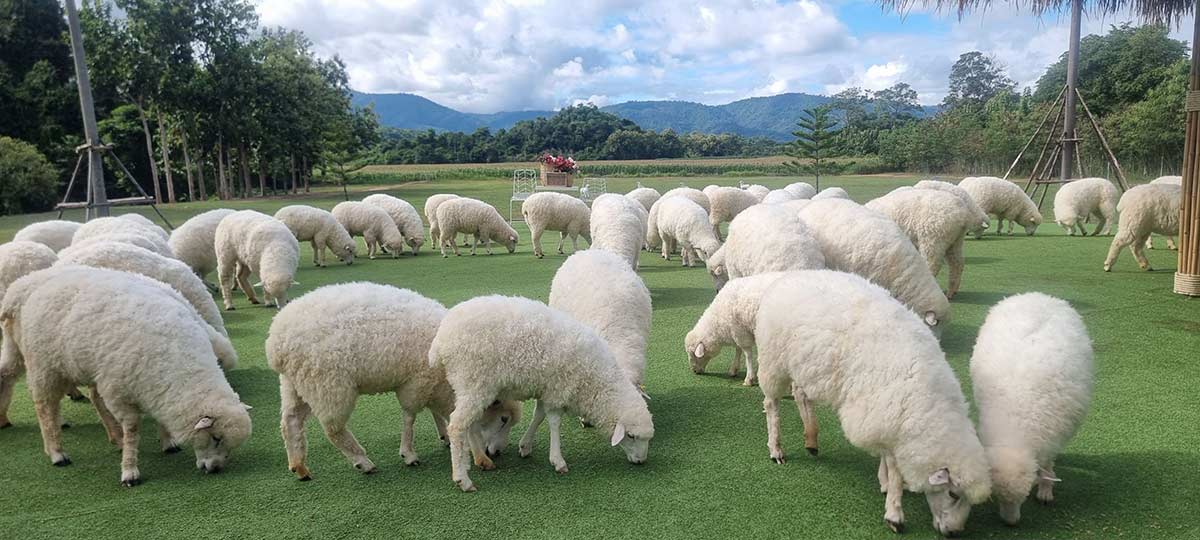 30 ที่เที่ยวเขาใหญ่ นครราชสีมา รวมที่เที่ยวฮิตและคาเฟ่ถ่ายรูปสวย อัปเดตใหม่ล่าสุดปี 2569