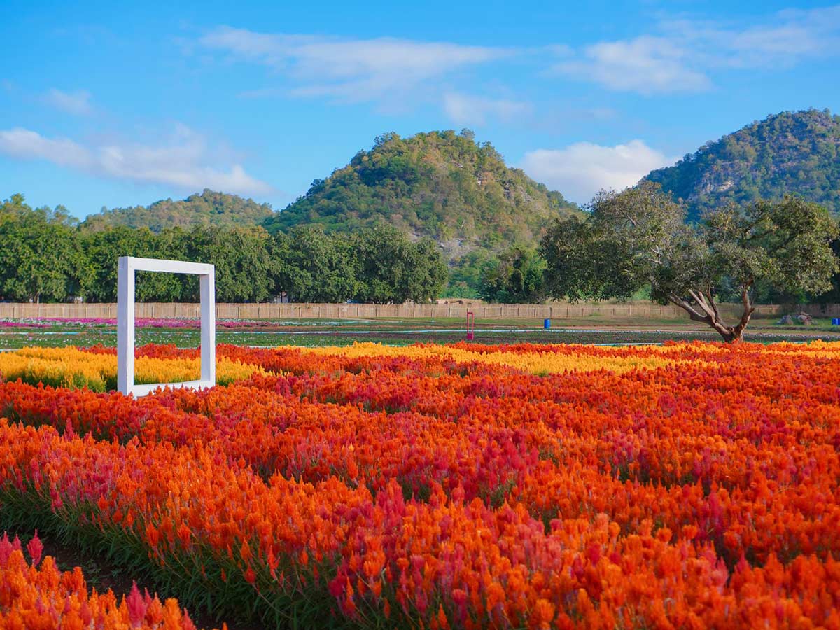 30 ที่เที่ยวเขาใหญ่ นครราชสีมา รวมที่เที่ยวฮิตและคาเฟ่ถ่ายรูปสวย อัปเดตใหม่ล่าสุดปี 2569