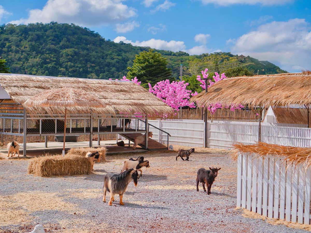 30 ที่เที่ยวเขาใหญ่ นครราชสีมา รวมที่เที่ยวฮิตและคาเฟ่ถ่ายรูปสวย อัปเดตใหม่ล่าสุดปี 2569