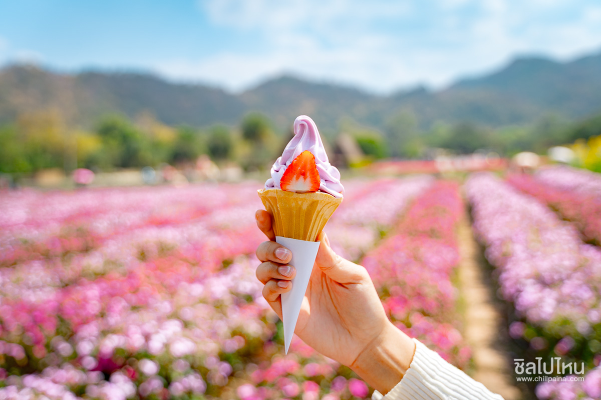 Hokkaido_Flower_Park_Khaoyai_27