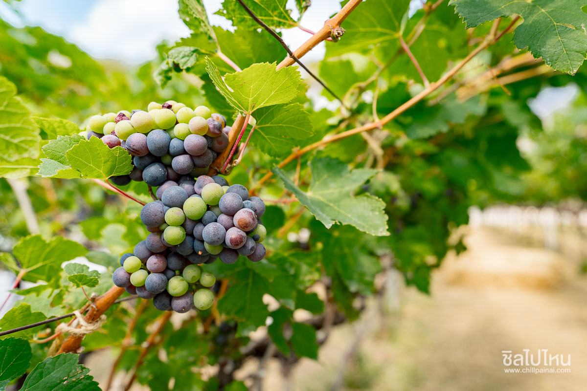เที่ยวไร่องุ่น GranMonte Vineyard and Winery เขาใหญ่  เช็กอินไร่องุ่นสวยฟีลยุโรป