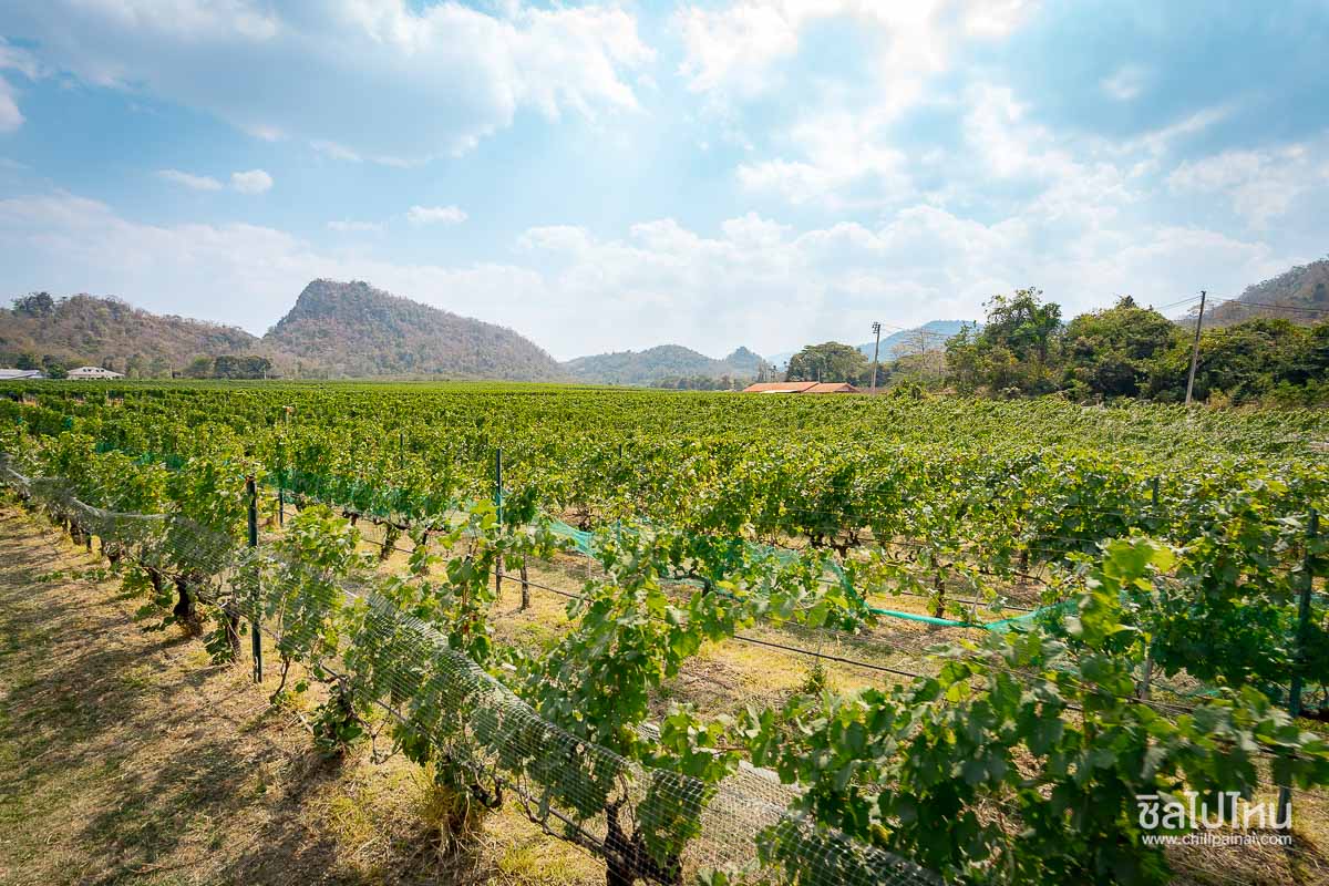 เที่ยวไร่องุ่น GranMonte Vineyard and Winery เขาใหญ่  เช็กอินไร่องุ่นสวยฟีลยุโรป