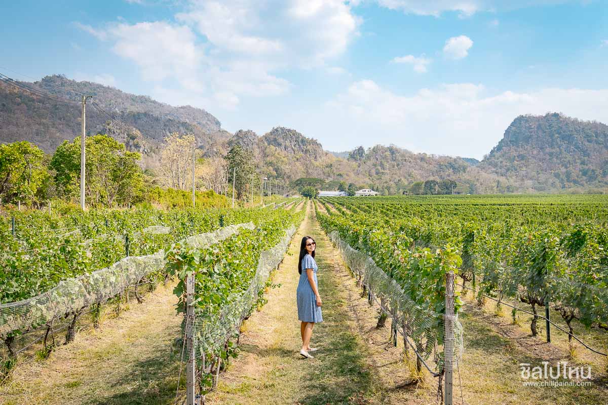 เที่ยวไร่องุ่น GranMonte Vineyard and Winery เขาใหญ่  เช็กอินไร่องุ่นสวยฟีลยุโรป