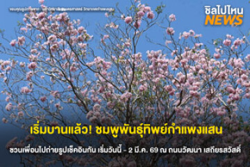เตรียมชวนเพื่อนไป! เทศกาลชมพูพันธุ์ทิพย์กำแพงแสนเริ่มบานแล้ว ตั้งแต่วันที่ 11 ก.พ. - 2 มี.ค. และจะบานสะพรั่งในวันที่ 24 - 25 ก.พ. 69 นี้