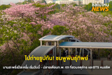 ไปถ่ายรูปกัน! ดอกชมพูพันธุ์ทิพย์บานสะพรั่งเพียงปีละครั้งต้อนรับหน้าร้อน ที่ สวนจตุจักรและแนว BTS หมอชิต