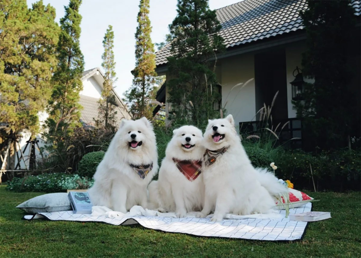 20 ที่พักเขาใหญ่ นครราชสีมา ต้อนรับสัตว์เลี้ยง หมา แมวพักได้ อัปเดตใหม่ 2569