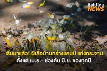 เริ่มมาแล้ว! ผีเสื้อบ้านกร่างแคมป์ อุทยานแห่งชาติแก่งกระจาน เพชรบุรี ตั้งแต่ เม.ย.- ช่วงต้น มิ.ย. ของทุกปี